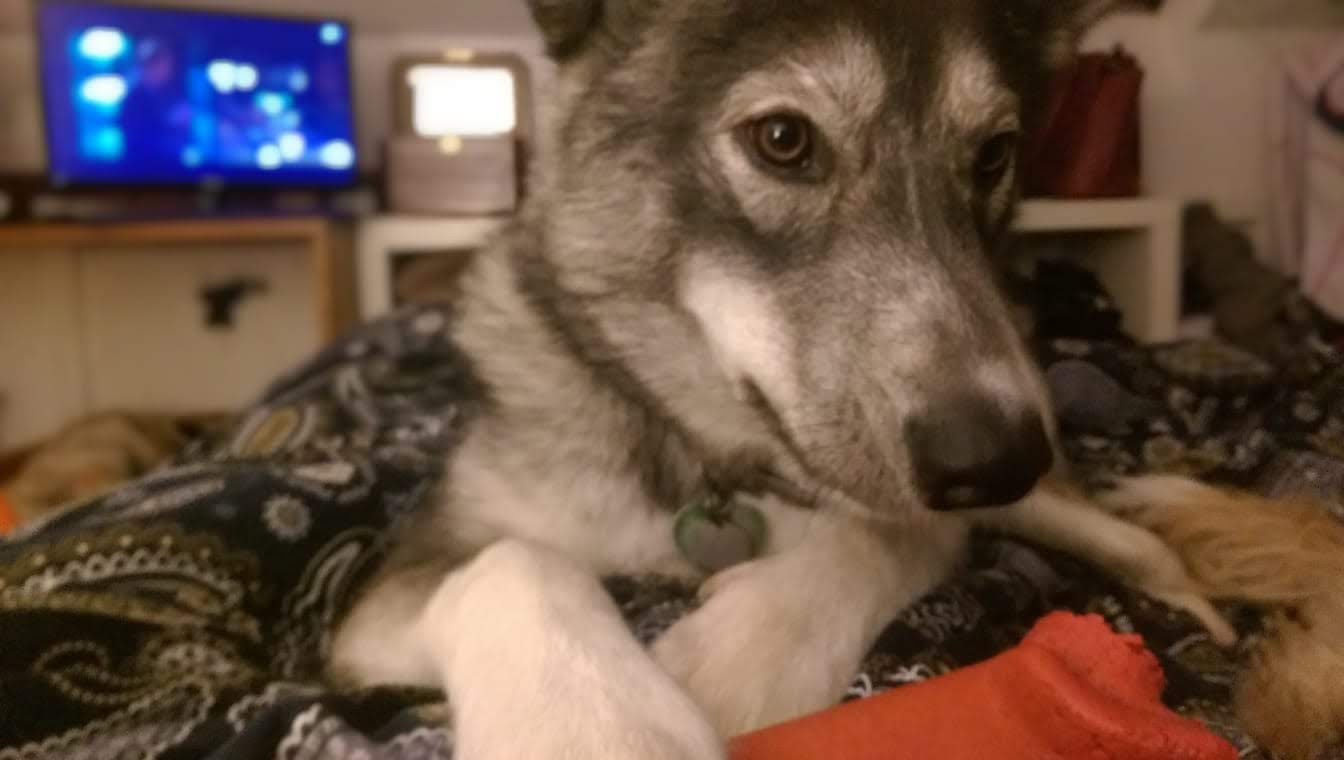 Jim the husky in a selfie pose