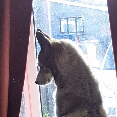 jim standing on his back legs at a window