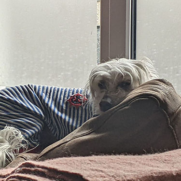 dog snuggled in blanket