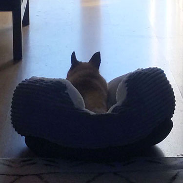 silhouette of a small chihuahua called tony