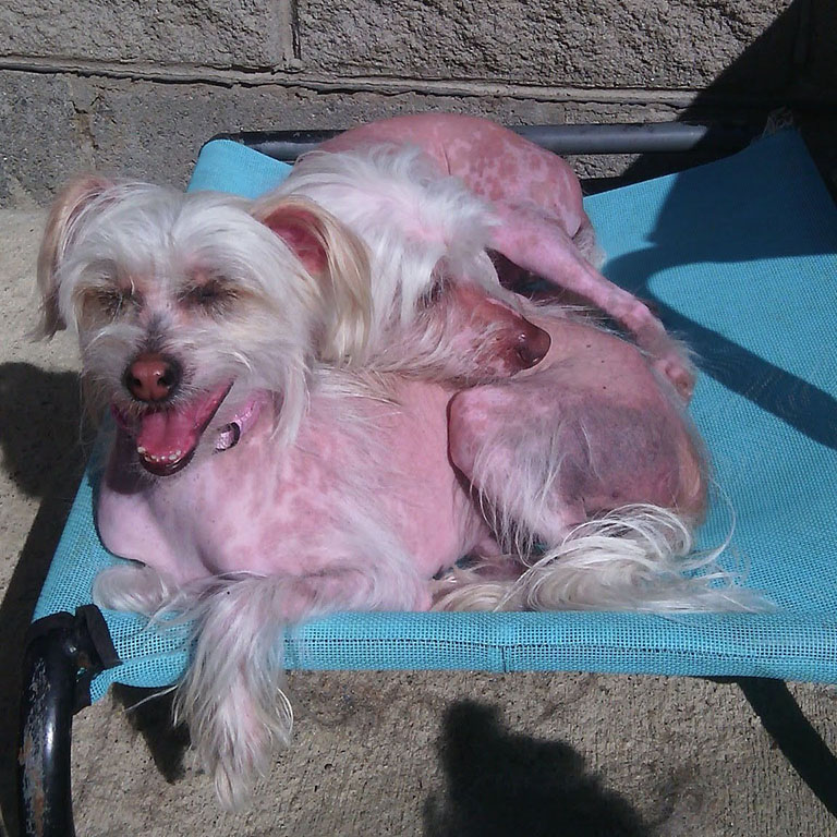 two chinese crested dogs lying together in the sun