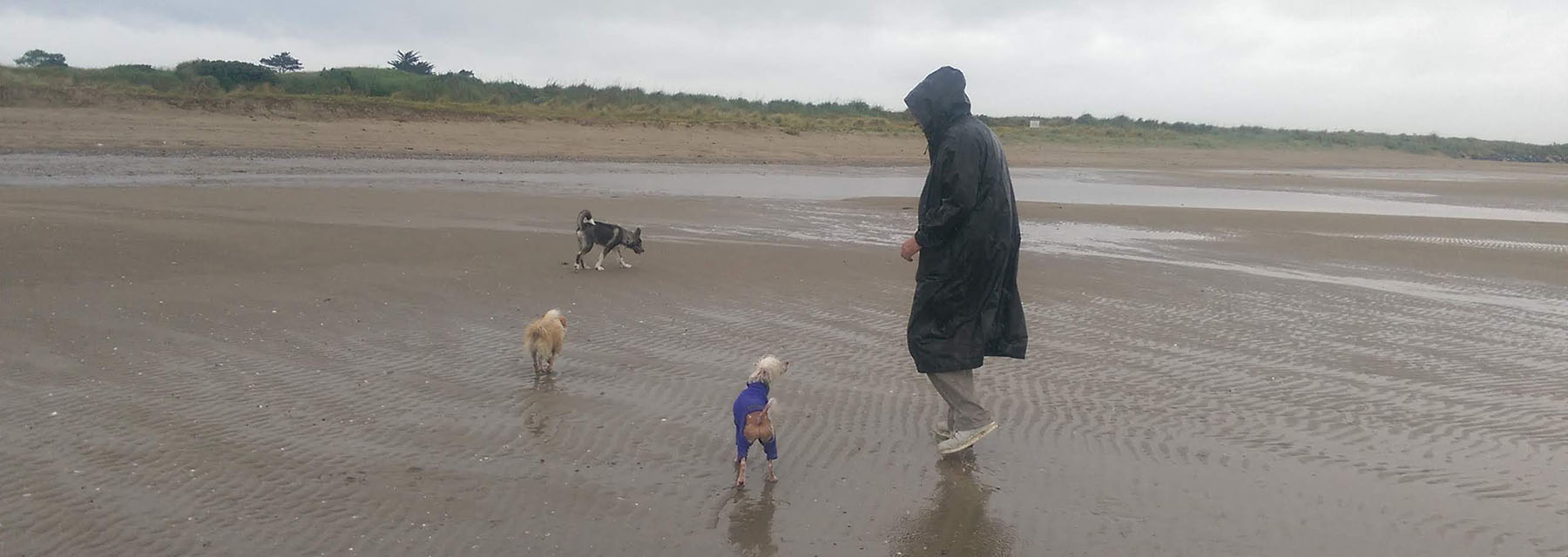 a group of dogs and a man on a wet beach