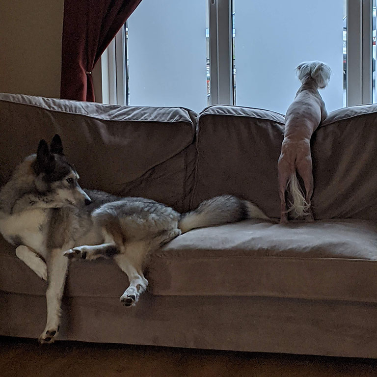 Two dogs posing in an accidental renaissance pose