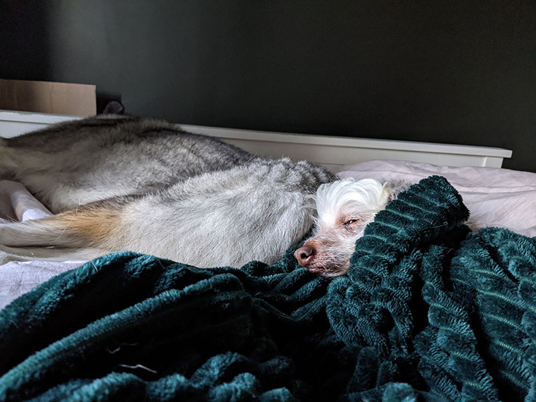 Two dogs snuggled on a blanket together