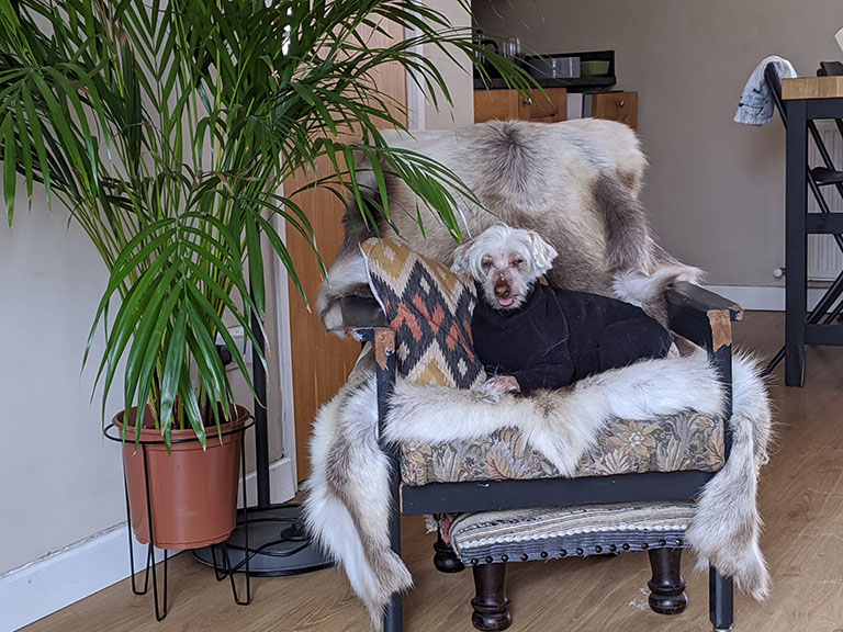 Dog sitting on chair beside a plant