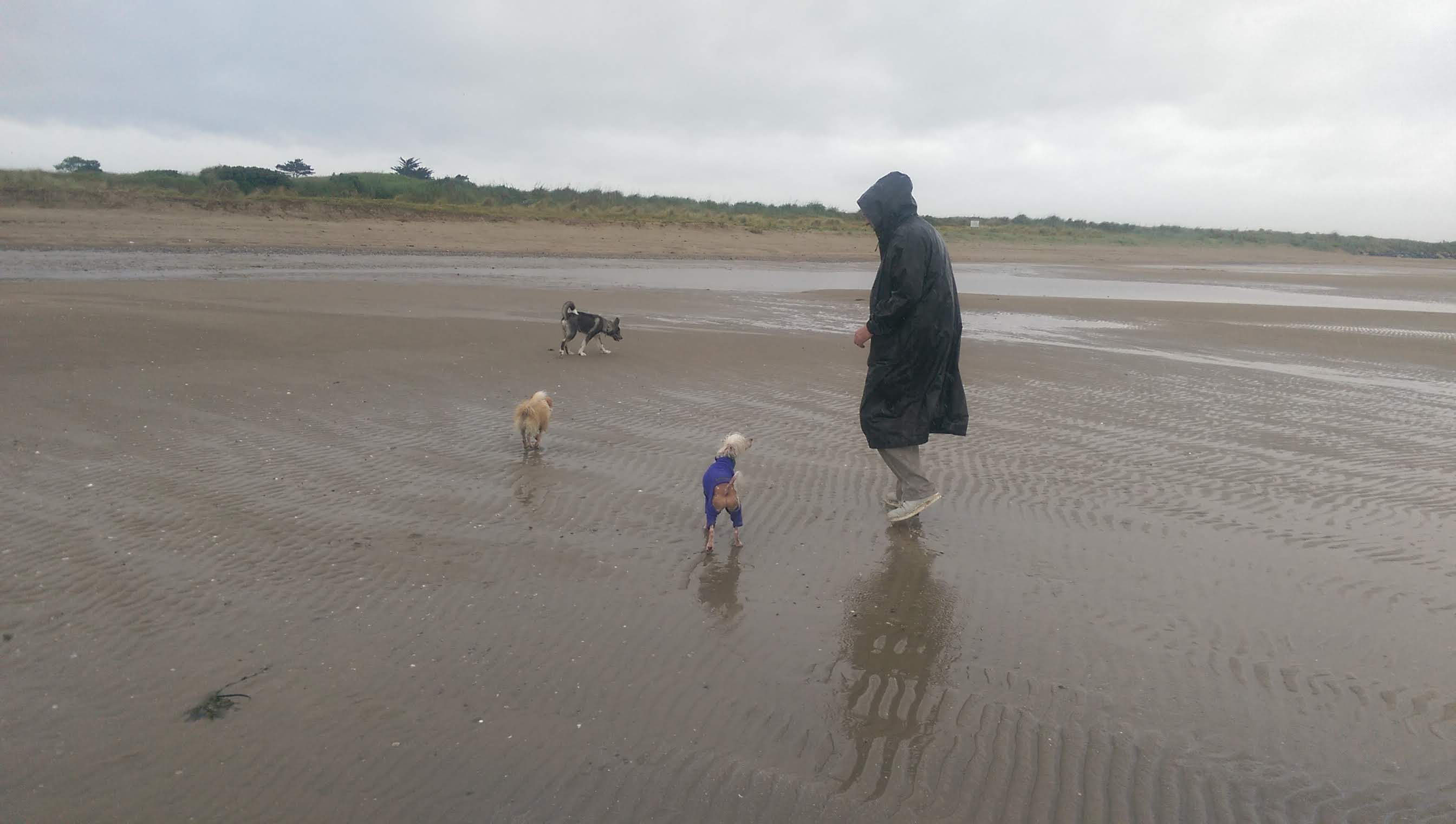 Group of dogs and man walk on wet beach