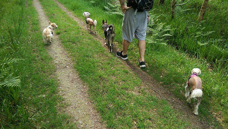 Group of dogs and man walk on grassy trail