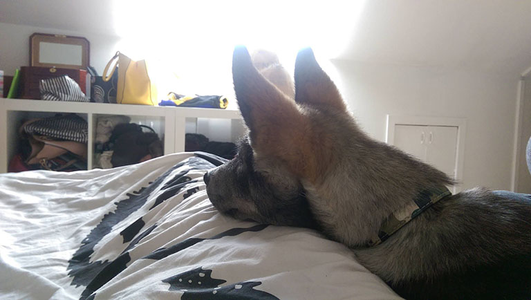 Jim the husky shows off his big german shephard ears