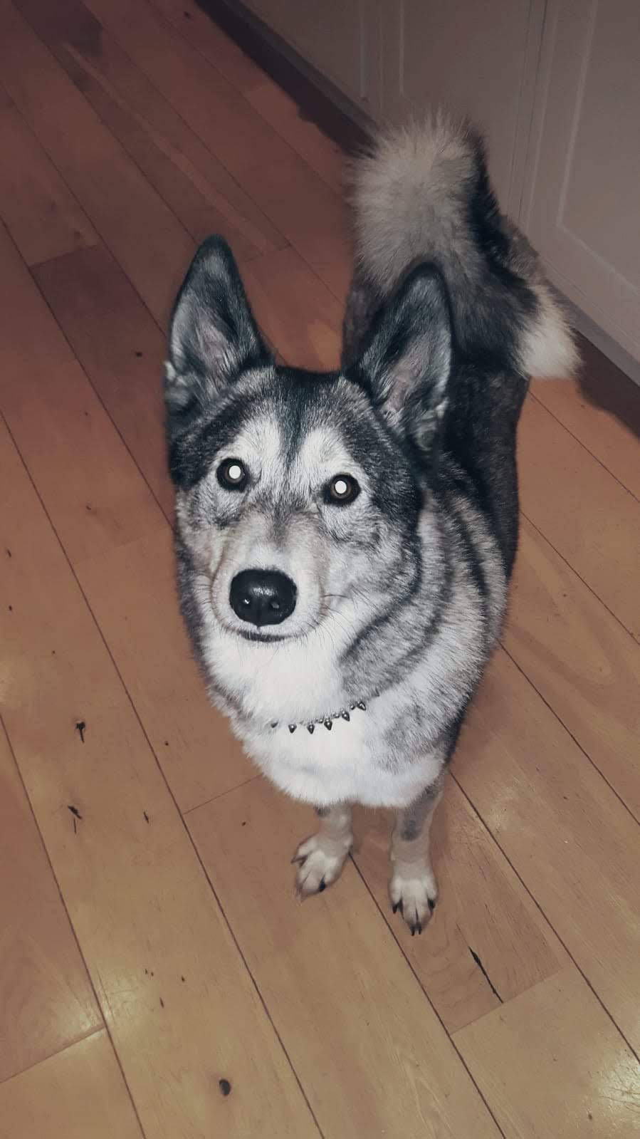 Jim the husky stares into the camera with his big eyes