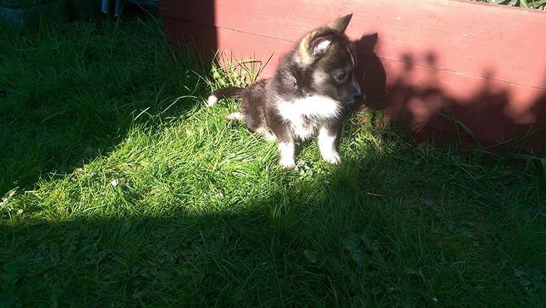 Jim the husky german shephard as a puppy