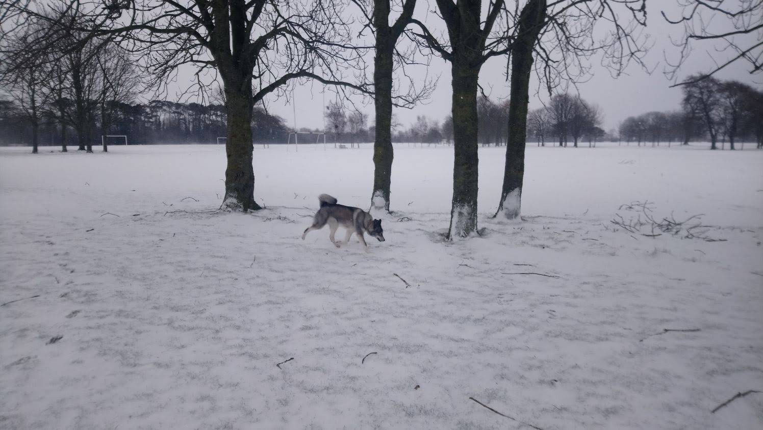 Jim the husky playing in the snow