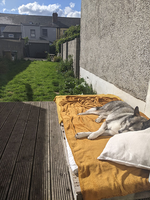 Jim the husky lounging in the sun