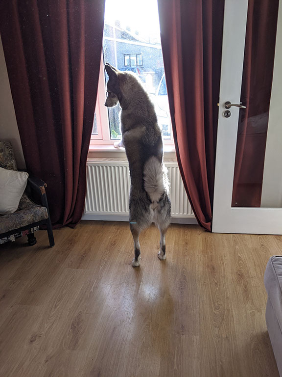 Husky standing on his back legs, pictured from behind