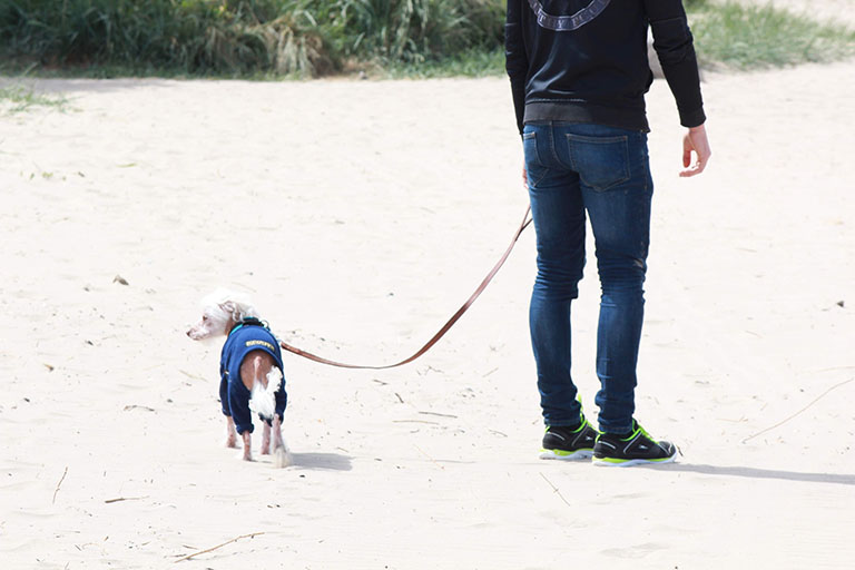 Small dog walking on a beack on a lead