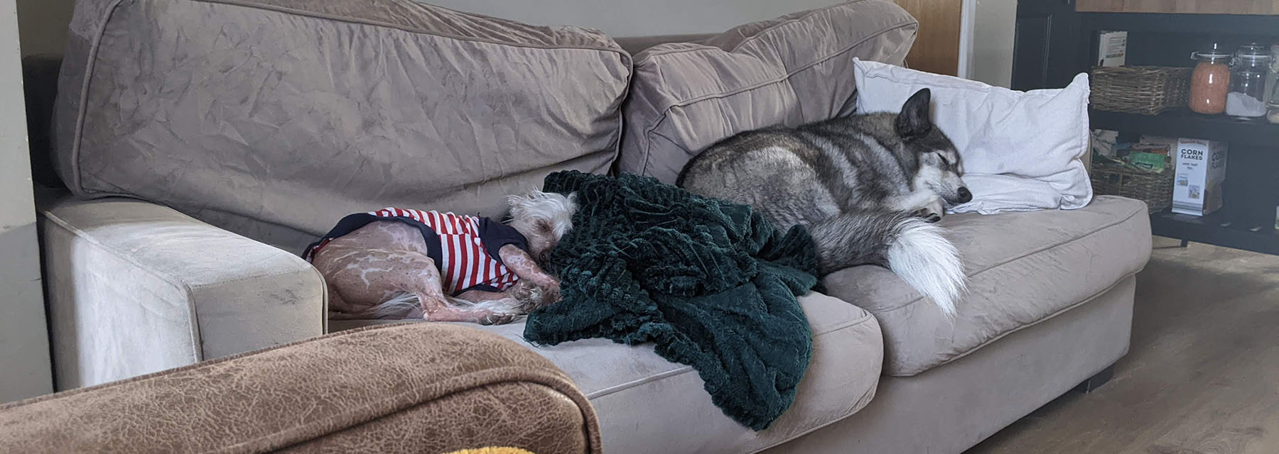 Two dogs snuggled together on a chair