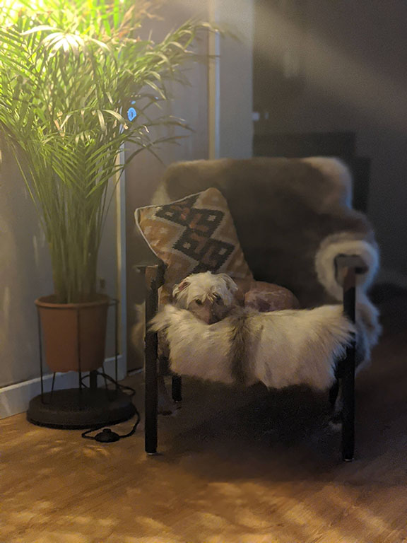 A small dog lying in a small chair